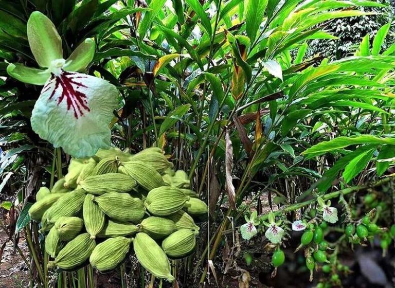 Cardamom After Eating